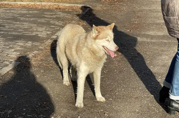 Найдена собака на остановке 28 школа, проспект Ленина, 244, Томск