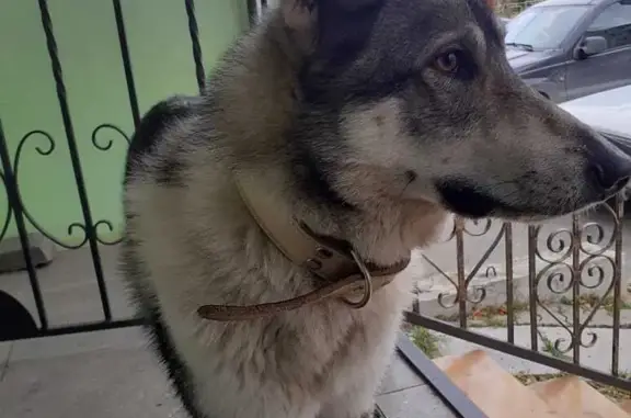Найдена собака в Заречном, ул. Алещенкова, 23