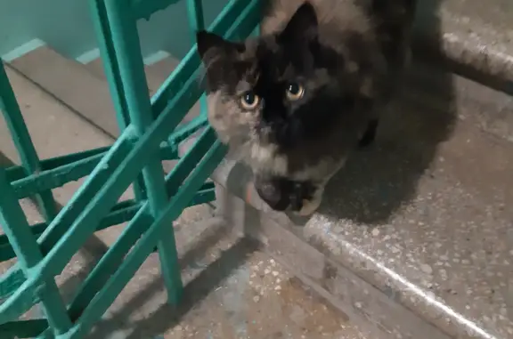Найдена кошка с ошейником на пр. Карла Маркса, Магнитогорск