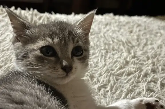 Пропала серая кошка с белыми лапками на Комсомольской улице
