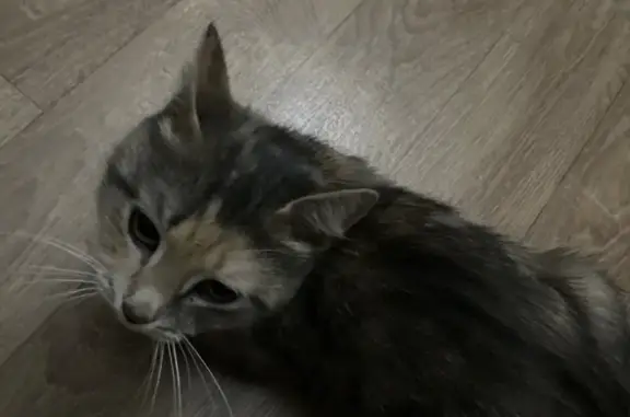 Найдена беременная кошка на ул. Шмакова, Челябинск