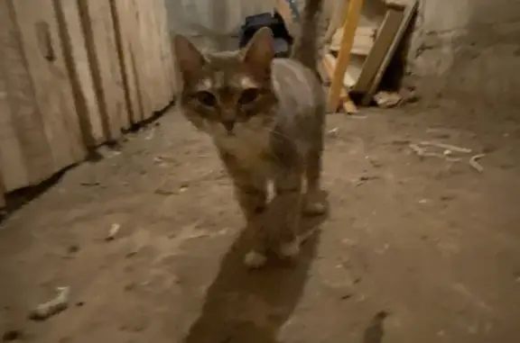 Найдена ласковая кошка в лесном массиве близ реки, проспект Бумажников, Сыктывкар