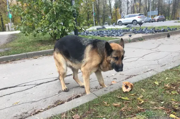 Пропала собака Нора, ул. Серова, 15, Сергиев Посад
