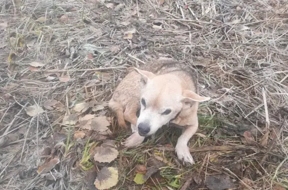 Найдена собака, Ирдоматка, фото: Найдена собака на ул. Королёва, Ирдоматка