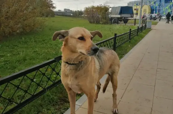 Найдена собака на Пулковском шоссе