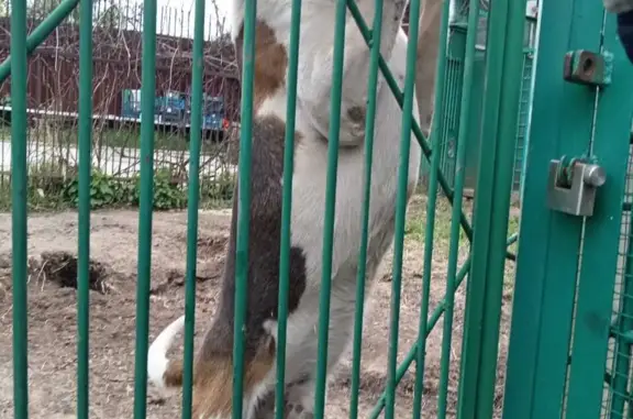 Пропала собака в Бородинском поселке, ищем, вознаграждение