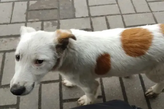 Найдена собака на ул. Хренникова, 1В, г. Липецк