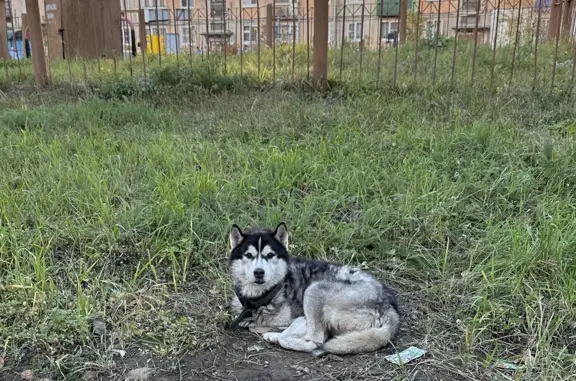 Собака хаски найдена в районе Поликлиники 1, Комсомольский проспект, 56