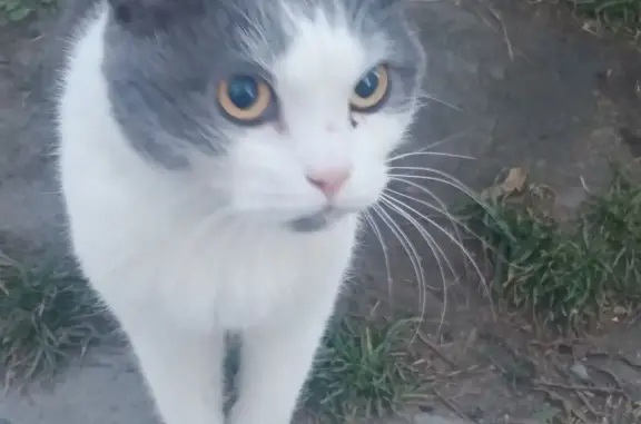Найдена кошка, Троллейная ул., 160, Новосибирск