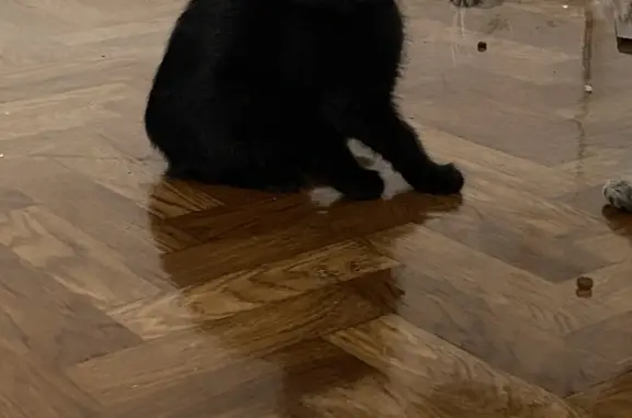 Найден черный котенок на ул. Кирова, 26, Новокузнецк