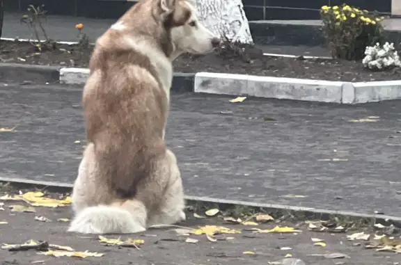 Собака с медальоном на улице Ленина, 4, Реутов