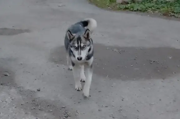 Собака-хаски найдена у шиномонтажа, Киевская 3