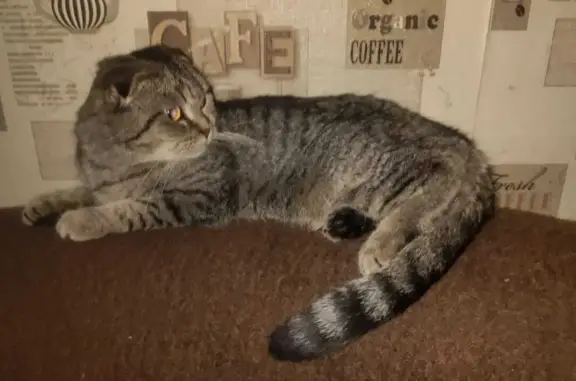 Найдена кошка на пр. Ленина, 23, Брянск