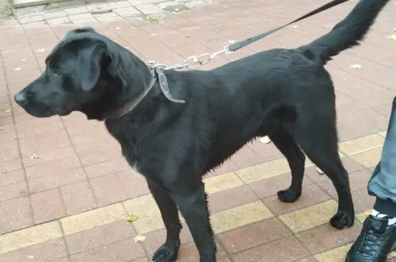 Найден пес на Красноармейской ул., 2, Раменское