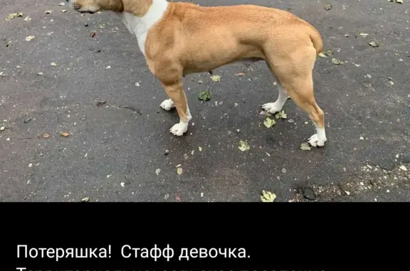 Найдена собака Девочка стафф, с. Недельное, Калужская обл.