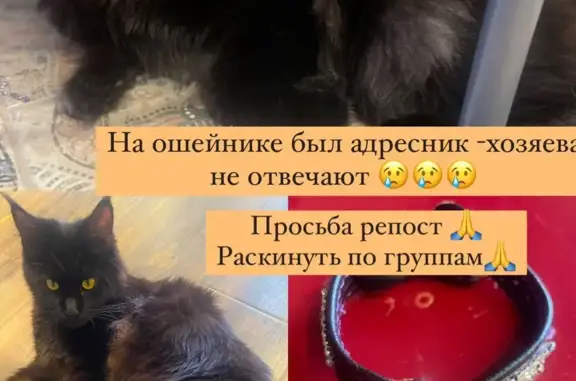 Найдена кошка СТЕША! Ищем хозяина! Владивосток, ул. Набережная, 16