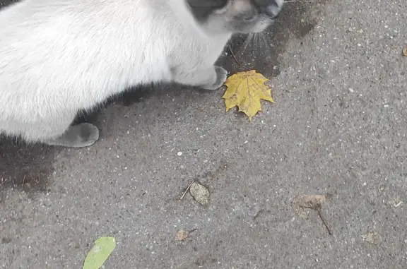 Найдена кошка на ул. Кирова, 59А, Подольск