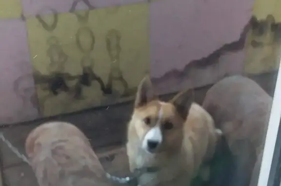 Пропала собака Малыш на пр. Ленина, 35, Екатеринбург