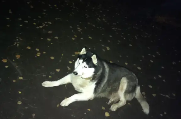 Собака найдена возле ул. Захаренко, Челябинск