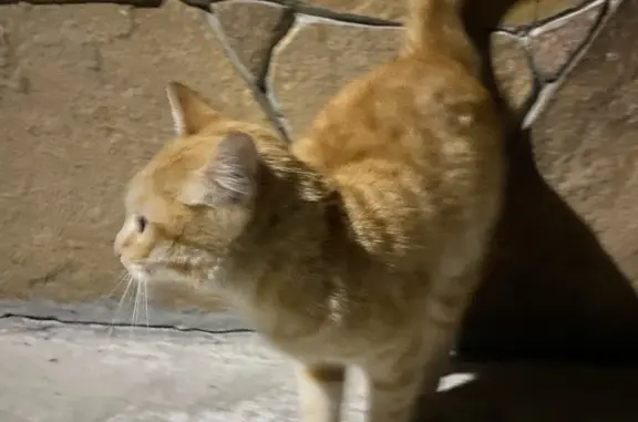 Найдена кошка на тропе, Красноярск
