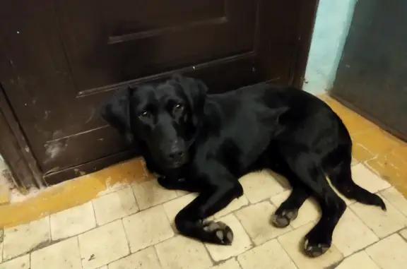 Собака найдена на 2-й Приручейной, Красноярск