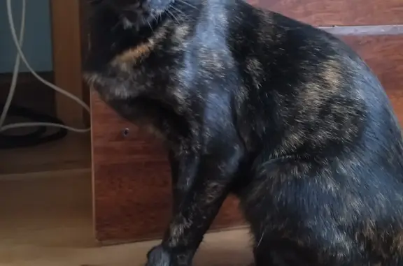 Пропала кошка Ориентал в Краснодарском крае