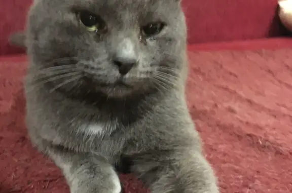 Найдена кошка Котик, проспект Пушкина, Шахты