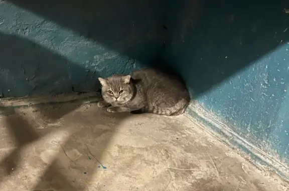 Найден кот на ул. Рихарда Зорге, 87, Казань