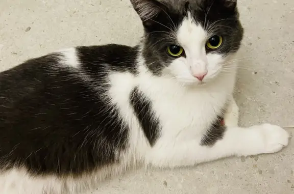 Кошки потеряшки, Санкт-Петербург, фото: Потеряшка кошка, ул. Декабристов 52, СПб