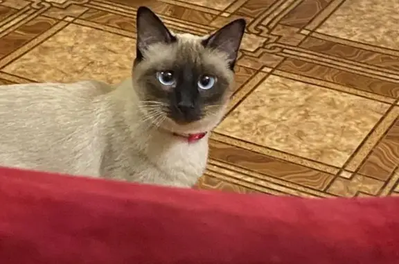 Пропала тайская кошка Шанель на Новостроевской, 43