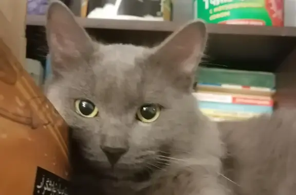 Найдена кошка Котик, ул. Дзержинского, 21, Волгоград