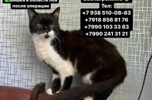 Пропала кошка, Краснодарский край
