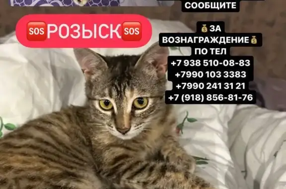 Пропала кошка в Новороссийске по ул. Байкальская, вознаграждение 📞
