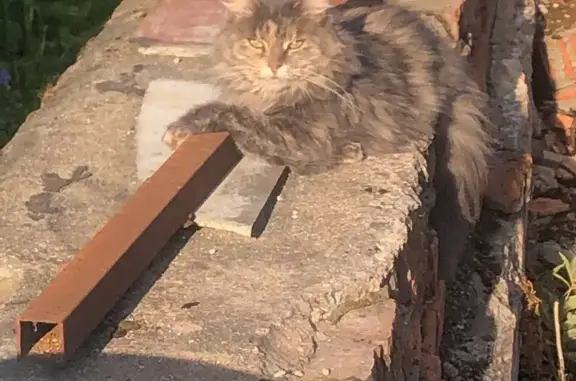 Пропала кошка Алиса, Московская область
