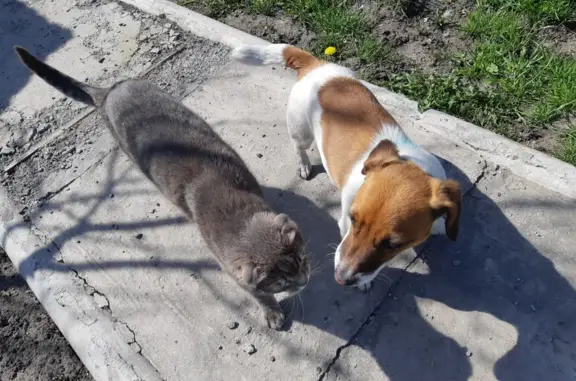 Пропала собака в лесу Крюково, Белгородская обл.