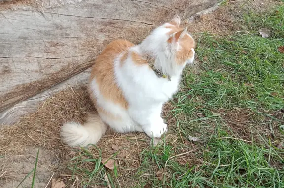 Найдена домашняя кошка в Рускеала Водопады, Карелия