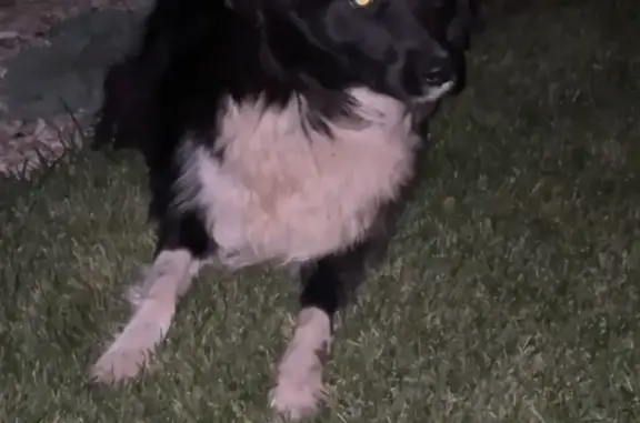 Найдена собака на Салмышской ул., 52, Оренбург