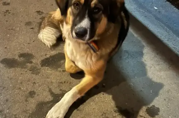 Найдена собака на ул. Луначарского, Тула
