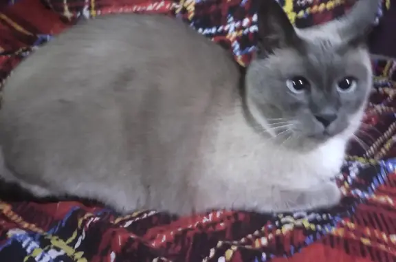 Найдена кошка кот, похож на тайского, Охтинская аллея, 8