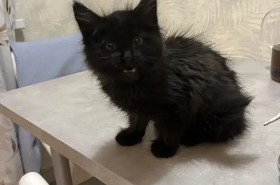 Найдена черная кошка на Домбайской улице, Краснодарский край
