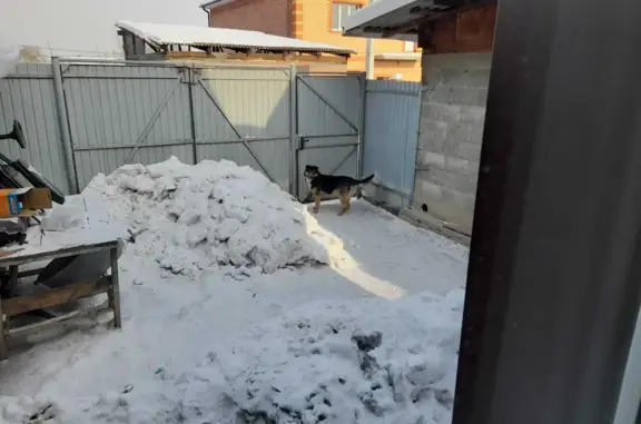 Пропала собака на Харьковской ул., 19, Иркутск