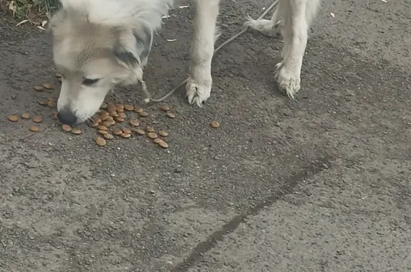Найдена собака в Красноярске, ул. Академика Вавилова, 86