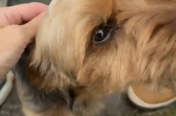 Найдена собака похожая на Йорка в Кемеровской области