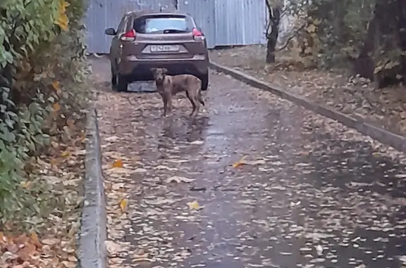 Собака с ошеником ищет хозяина в Щёлково, ул. Западная, 28