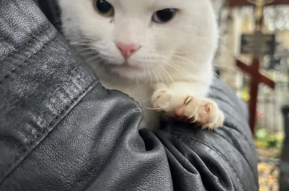 Найденные животные Москва, фото: Белый кот гуляет по западному Хованскому кладбищу
