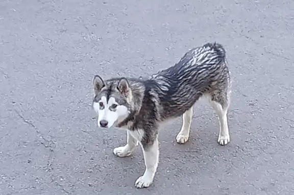 Найдена собака Иркутск, Свердловский район: ул. Академическая, 31