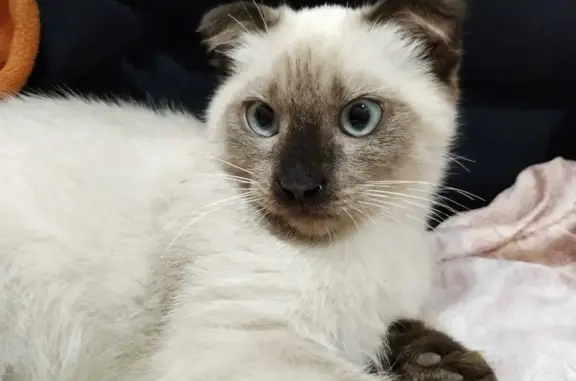 Пропала кошка: Белый окрас, голубые глаза, пр. Гагарина, 38 к2