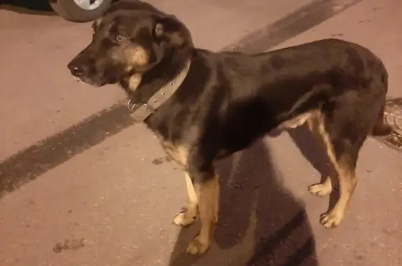 Потерян пёс на Московском проспекте, Воронеж