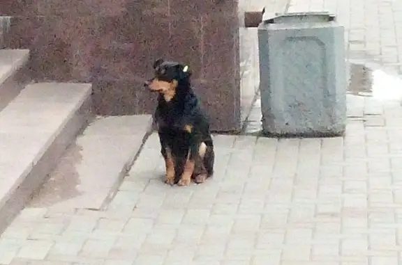 Собака найдена на пр. Ленина, г. Барнаул