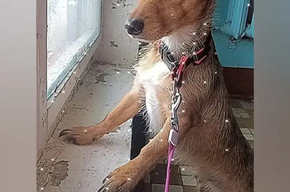 Пропала собака в Прибытково, нужна помощь
